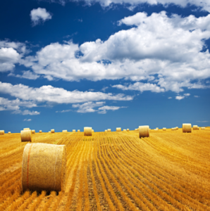 Independent Farming for Self-Sufficiency Image